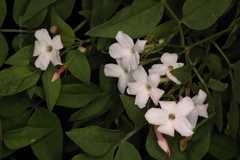 Jasminum grandiflorum